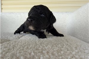 Cocoa - Poodle, Toy for sale