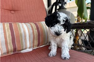Eclair - Poodle, Toy for sale