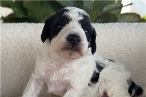 Eclair - puppy for sale