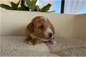 Jelly - puppy for sale