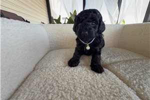 Nougat - Poodle, Toy for sale