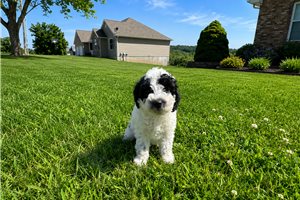 Eclair - Poodle, Toy for sale