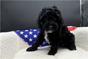 Cocoa - Poodle, Toy for sale