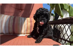 Cocoa - Poodle, Toy for sale
