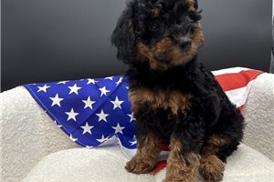 Peanut - Poodle, Toy for sale