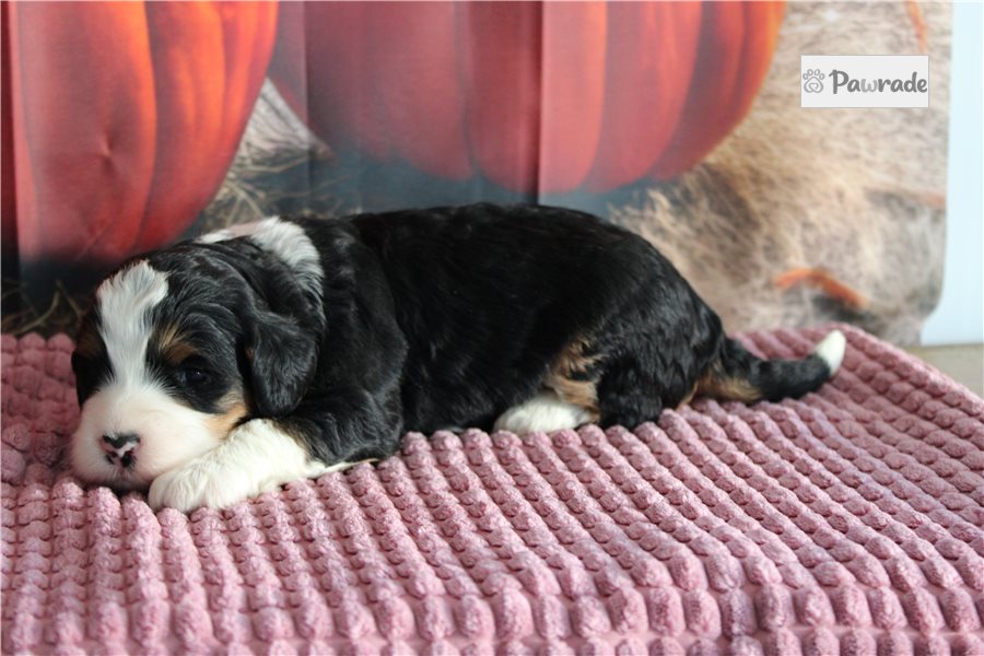 Nash - Mini Bernedoodle for sale