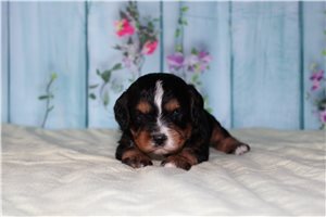 Levi - Cavapoo for sale