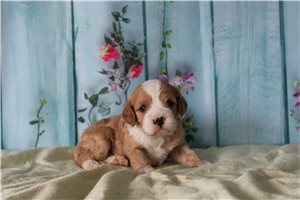 Lava - Cavapoo for sale