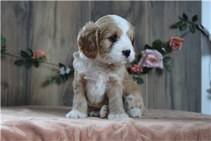 Lava - Cavapoo for sale