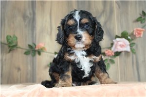 Levi - Cavapoo for sale