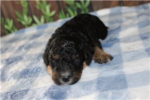 Monty - puppy for sale