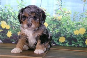 Christian - puppy for sale