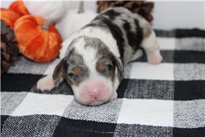 Nathan - Mini Bernedoodle for sale