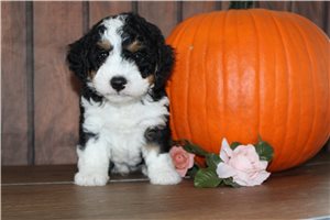 Mincus - Mini Bernedoodle for sale