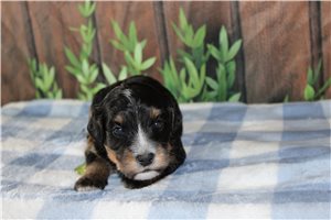 Memphis - puppy for sale
