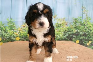Chrissie - Bernedoodle, Mini for sale