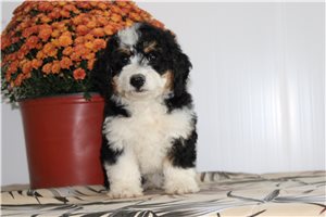 Mincus - Bernedoodle, Mini for sale