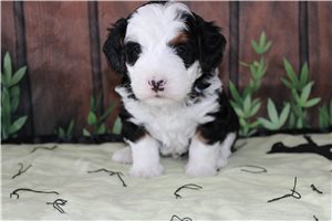 Matthew - Bernedoodle, Mini for sale
