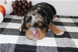 Nuroo - Mini Bernedoodle for sale