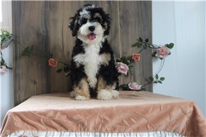 Crystal - Bernedoodle, Mini for sale