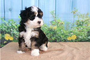 Crystal - puppy for sale