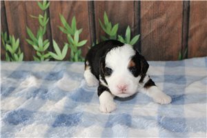 Matthew - Bernedoodle, Mini for sale