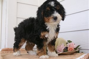 Chrissie - Bernedoodle, Mini for sale