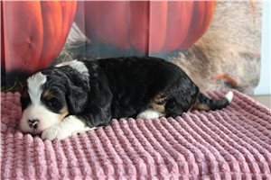 Nash - Mini Bernedoodle for sale