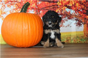 Monty - Bernedoodle, Mini for sale