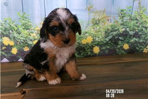Cindy - puppy for sale