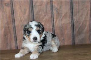 Murphy - Bernedoodle, Mini for sale