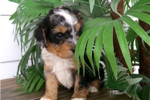Cindy - Bernedoodle, Mini for sale