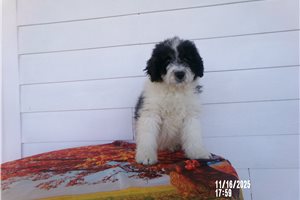 Manny - Bernedoodle, Mini for sale