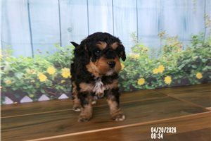 Chester - Bernedoodle, Mini for sale