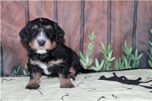 Memphis - Bernedoodle, Mini for sale
