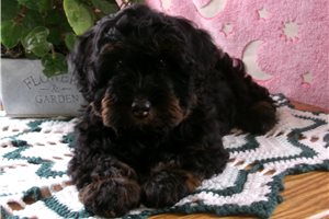 Nikita - Mini Bernedoodle for sale