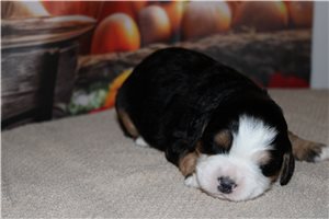 Noland - Mini Bernedoodle for sale