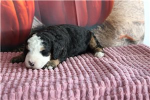 Nadia - Mini Bernedoodle for sale