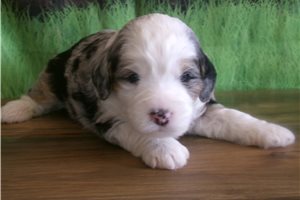 Camila - Bernedoodle, Mini for sale