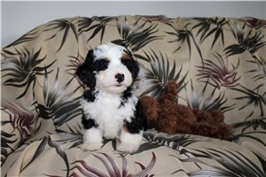 Matthew - Mini Bernedoodle for sale