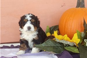 Gregory - puppy for sale