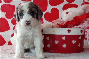 Ophelia - puppy for sale