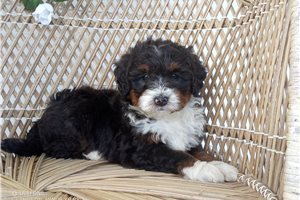 Gladiolus - puppy for sale