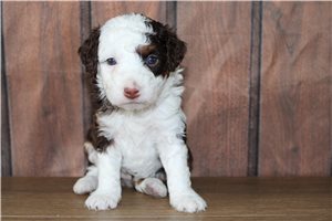 Megan - Bernedoodle, Mini for sale