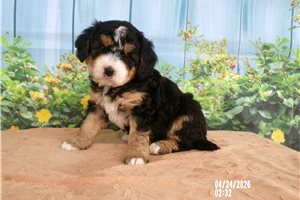 Madison - Mini Bernedoodle for sale