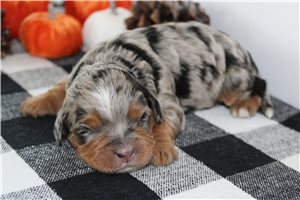 Niles - Mini Bernedoodle for sale