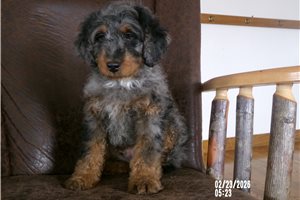 Nate - Bernedoodle, Mini for sale
