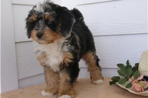 Cindy - Bernedoodle, Mini for sale
