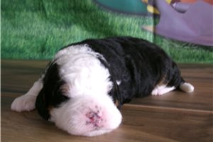Chloe - puppy for sale