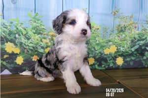 Camila - puppy for sale